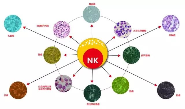 NK细胞存储 免疫细胞存储