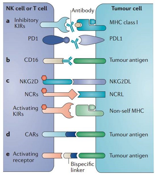 NK细胞存储 免疫细胞存储