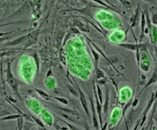 1590558906295411.jpg 1.jpg