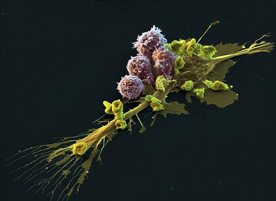 免疫细胞 免疫细胞存储