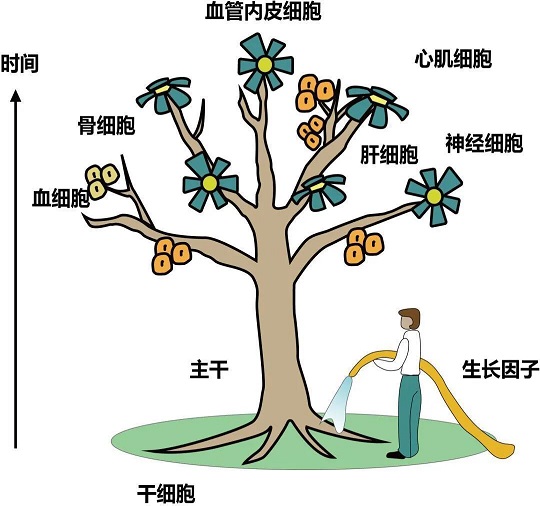 干细胞存储有什么用 存储干细胞选汉氏联合