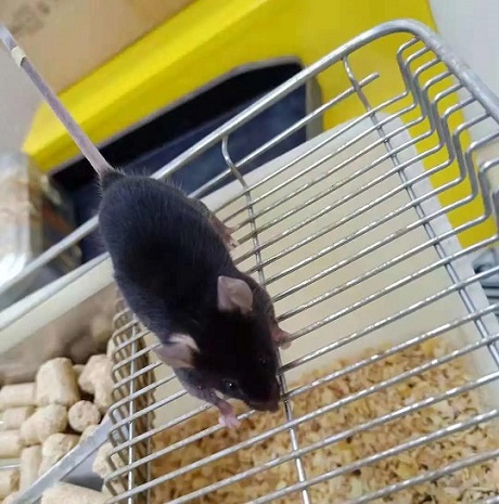 存储免疫细胞有什么用? 存储免疫细胞,就选汉氏联合