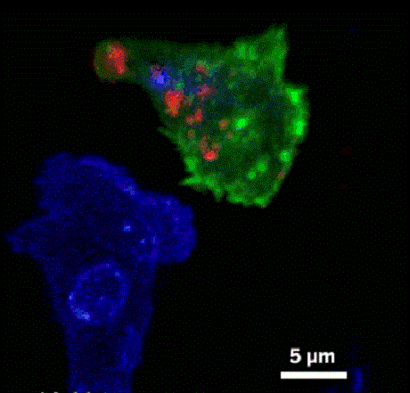 存储免疫细胞有什么用? 存储免疫细胞,就选汉氏联合