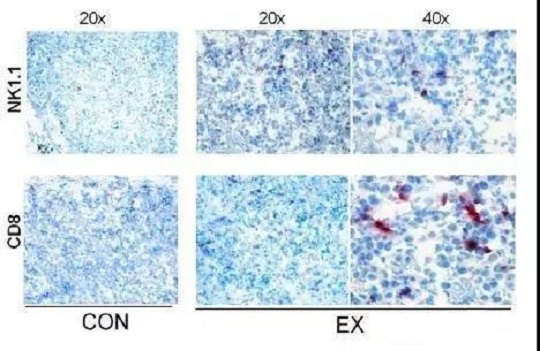 存干细胞就选汉氏联合 汉氏联合干细胞存储