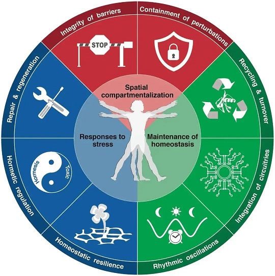 干细胞治疗糖尿病 糖尿病治疗