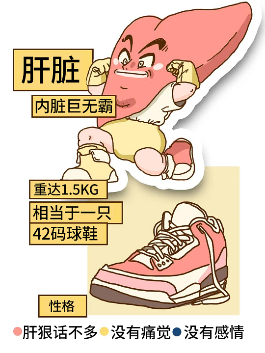 干细胞治疗肝衰竭 汉氏联合干细胞治疗肝衰竭