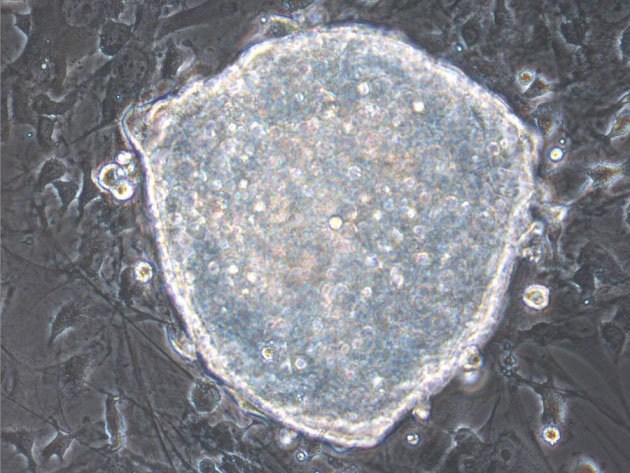 成年体细胞可在活鼠体内重新编程为多能干细胞