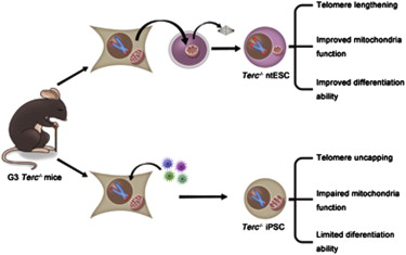 核移植技术重编程能力比诱导型多能干细胞技术更强