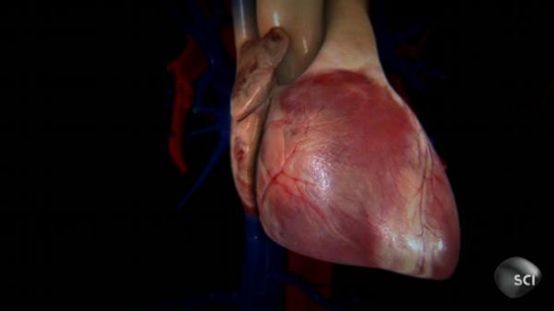 胎盘羊膜干细胞可治愈新生儿先天性心脏病