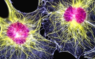 干细胞或可治疗重度充血性心脏衰竭