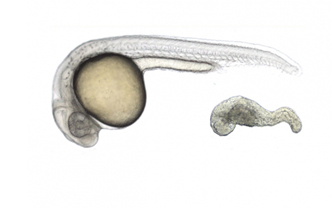 干细胞研究克服器官再生障碍