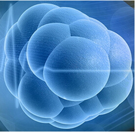 干细胞发育新见解