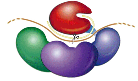 科学家发现与白血病有关肿瘤干细胞