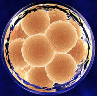 人类胚胎干细胞技术获重大突破