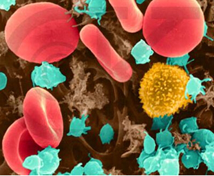 干细胞技术与人类健康
