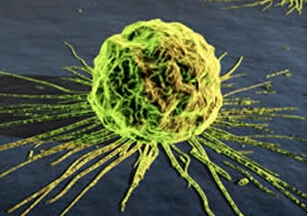 移植到猪体内的人体干细胞茁壮成长