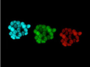 揭示干细胞自我更新的最小工具箱