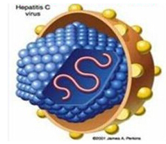 间充质干细胞移植对周围神经病大鼠神经电生理的影响