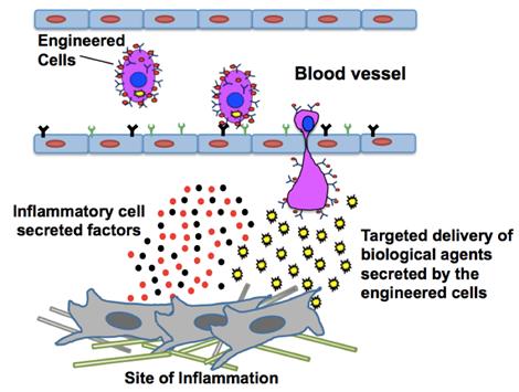 间充质干细胞——靶向药物工厂